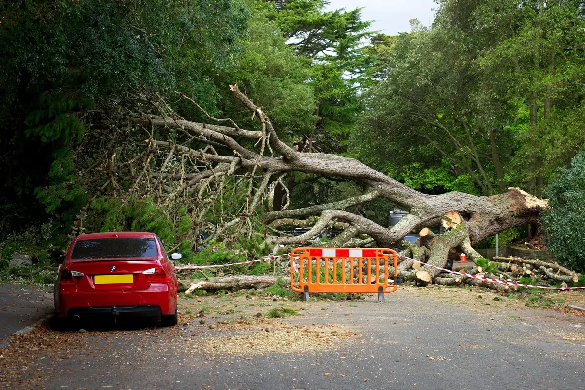 Fallen tree removal in Canton, GA