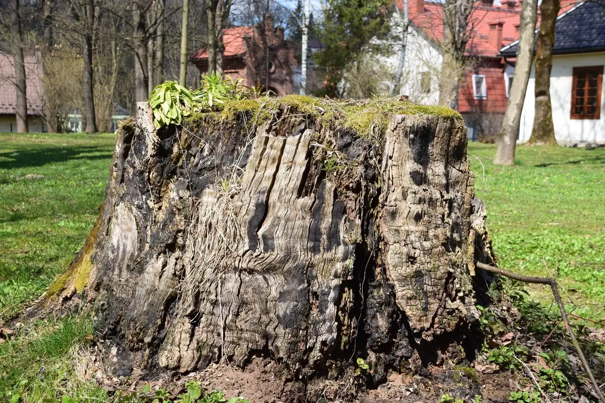 Stump grinding in Canton, GA