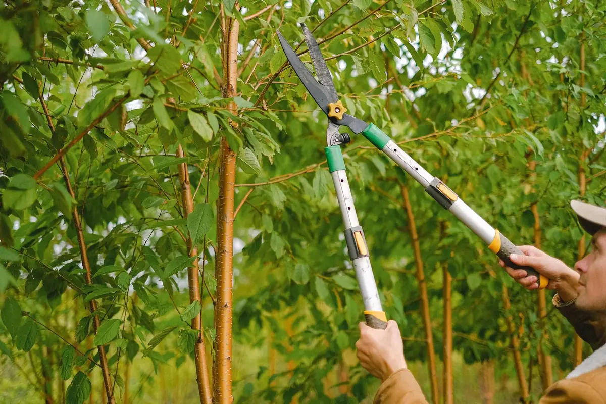 Tree care service in Canton, GA