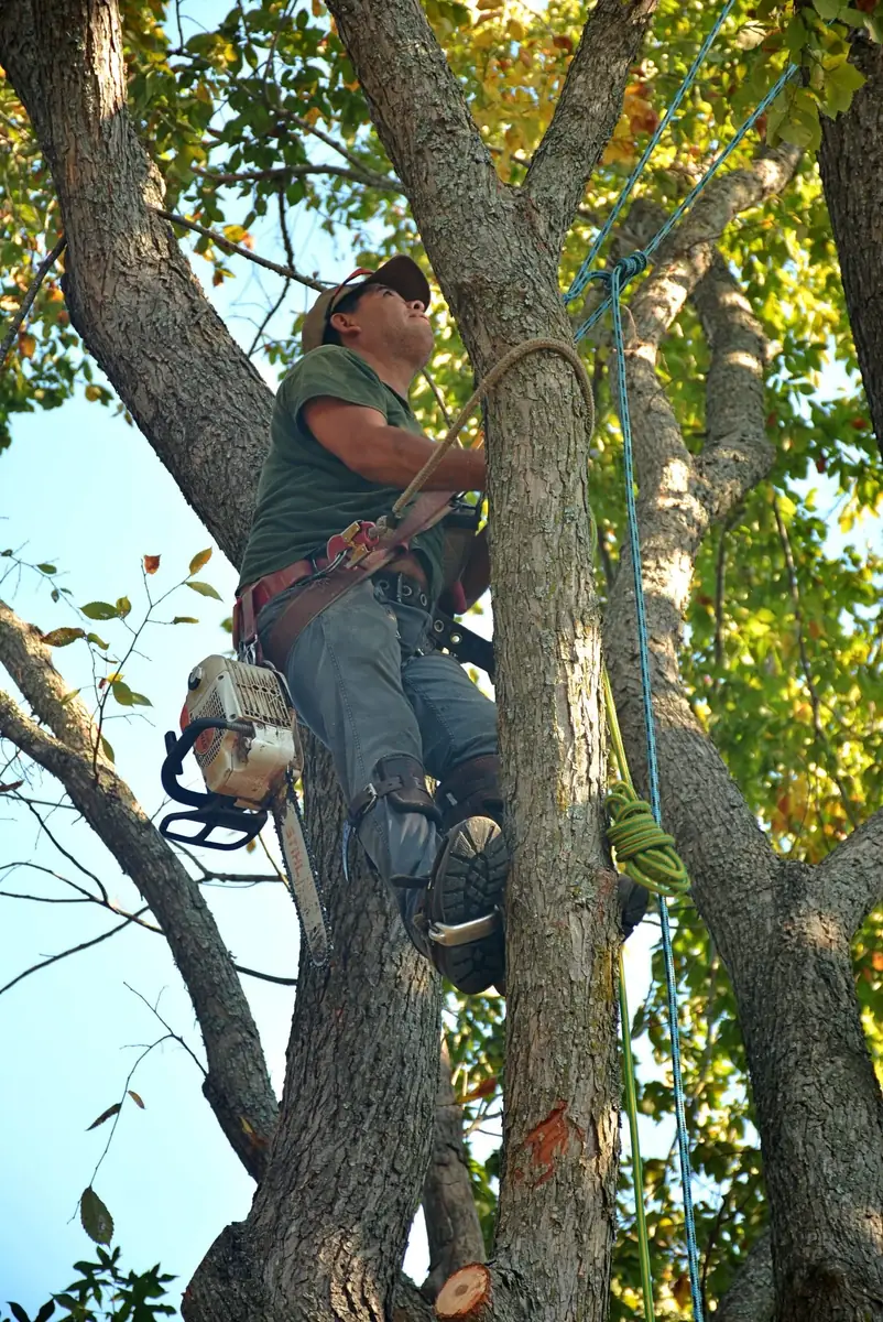 Tree trimming and pruning in Cherokee County, GA